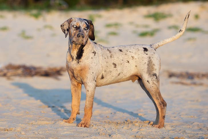 Catahoula Cur.jpg